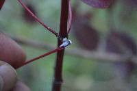 Euphorbia cotinifolia image