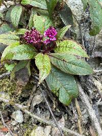 Phytolacca bogotensis image