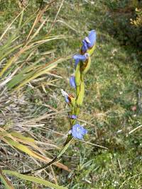 Orthrosanthus chimboracensis image