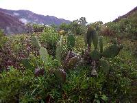 Opuntia ficus-indica image