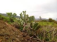 Opuntia ficus-indica image