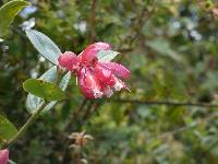 Cavendishia bracteata image