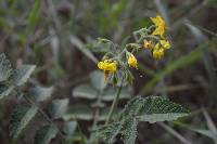 Solanum habrochaites image