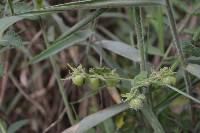 Solanum habrochaites image