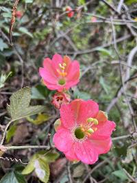 Passiflora mathewsii image