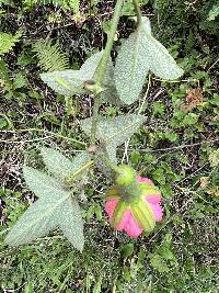 Passiflora mathewsii image