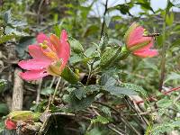 Passiflora mathewsii image