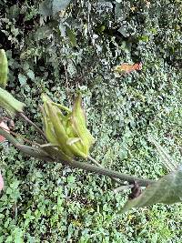 Passiflora viridescens image