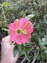 Passiflora mathewsii image