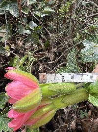 Passiflora mathewsii image