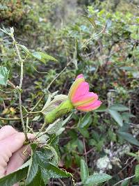 Passiflora mathewsii image