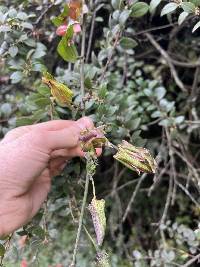 Passiflora viridescens image