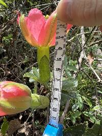 Passiflora mathewsii image