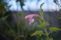 Salvia squalens image