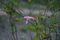 Salvia squalens image