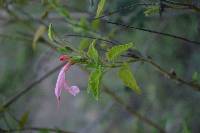 Salvia squalens image