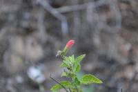 Salvia squalens image