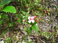 Monochaetum lineatum image