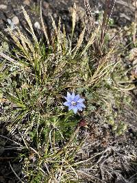 Gentiana sedifolia image