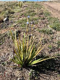 Orthrosanthus chimboracensis image