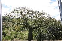 Ceiba trischistandra image