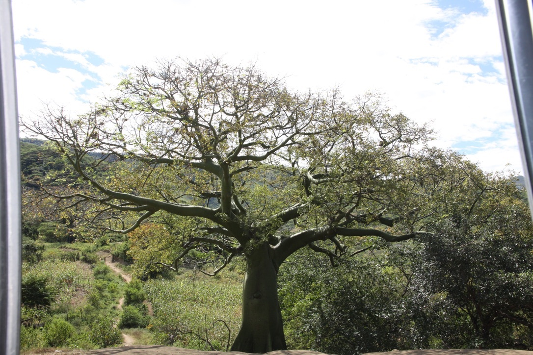 Ceiba image