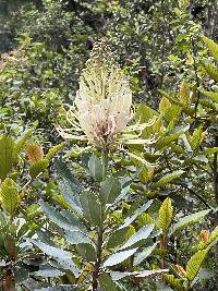 Oreocallis grandiflora image