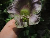 Cobaea scandens image