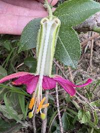 Passiflora brachyantha image