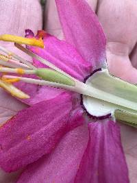 Passiflora brachyantha image