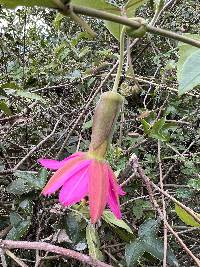 Passiflora brachyantha image