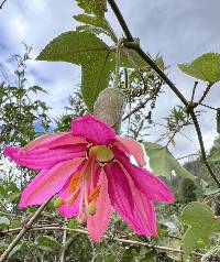 Passiflora brachyantha image