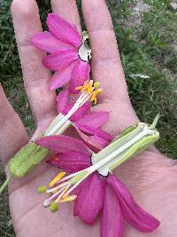 Passiflora brachyantha image