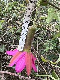 Passiflora brachyantha image