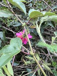 Passiflora brachyantha image