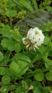 Trifolium repens image