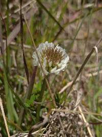 Trifolium repens image