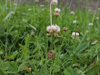 Trifolium repens image