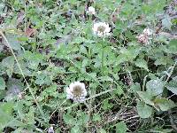 Trifolium repens image