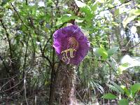 Cobaea scandens image