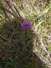 Trifolium pratense image