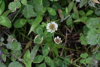 Trifolium repens image