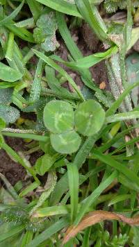 Image of Trifolium repens