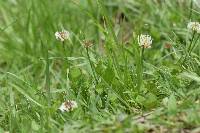 Trifolium repens image