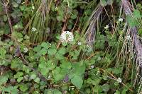 Trifolium repens image