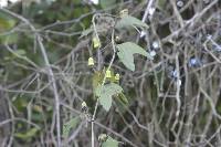 Passiflora indecora image