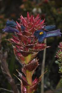 Puya eryngioides image