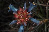 Puya eryngioides image