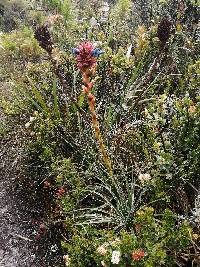 Puya eryngioides image