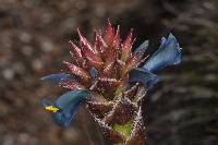 Puya eryngioides image